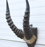 Antieke schedel TOPI ANTILOPE rond 1900