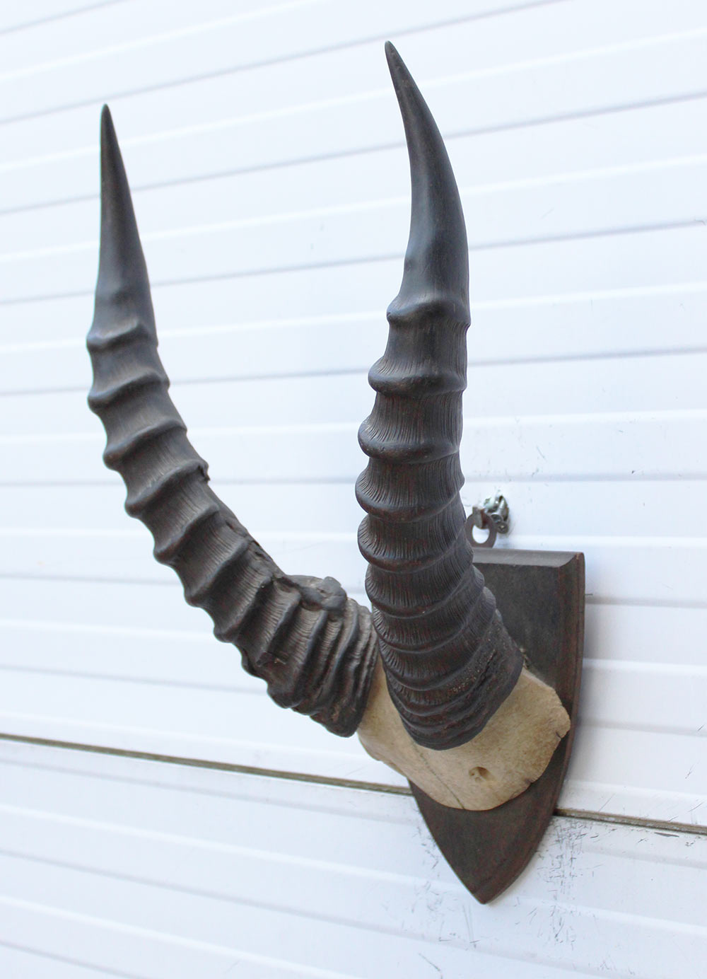 Antieke schedel TOPI ANTILOPE rond 1900