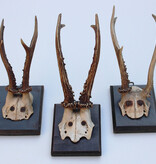 3 x antiek REE GEWEI  op zwart houten schild  - 1878