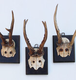 3 x antiek REE GEWEI  op zwart houten schild  - 1878