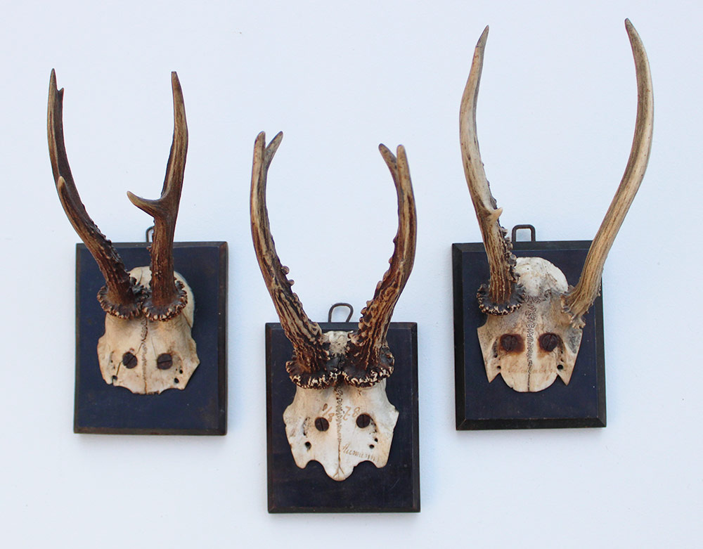 3 x antiek REE GEWEI  op zwart houten schild  - 1878