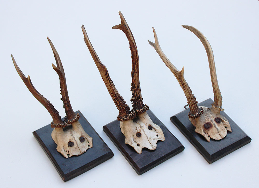 3 x antiek REE GEWEI  op zwart houten schild  - 1878