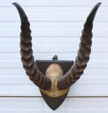 Antieke schedel PUKU ANTILOPE rond 1900