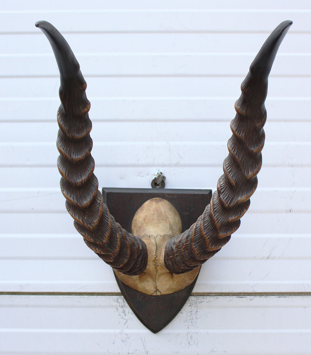 Antieke schedel PUKU ANTILOPE rond 1900