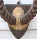 Antieke schedel PUKU ANTILOPE rond 1900