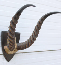 Antieke schedel PUKU ANTILOPE rond 1900