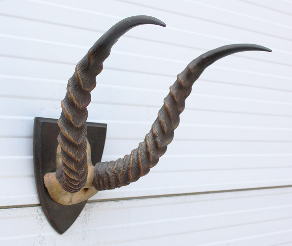Antieke schedel PUKU ANTILOPE rond 1900