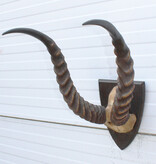 Antieke schedel PUKU ANTILOPE rond 1900