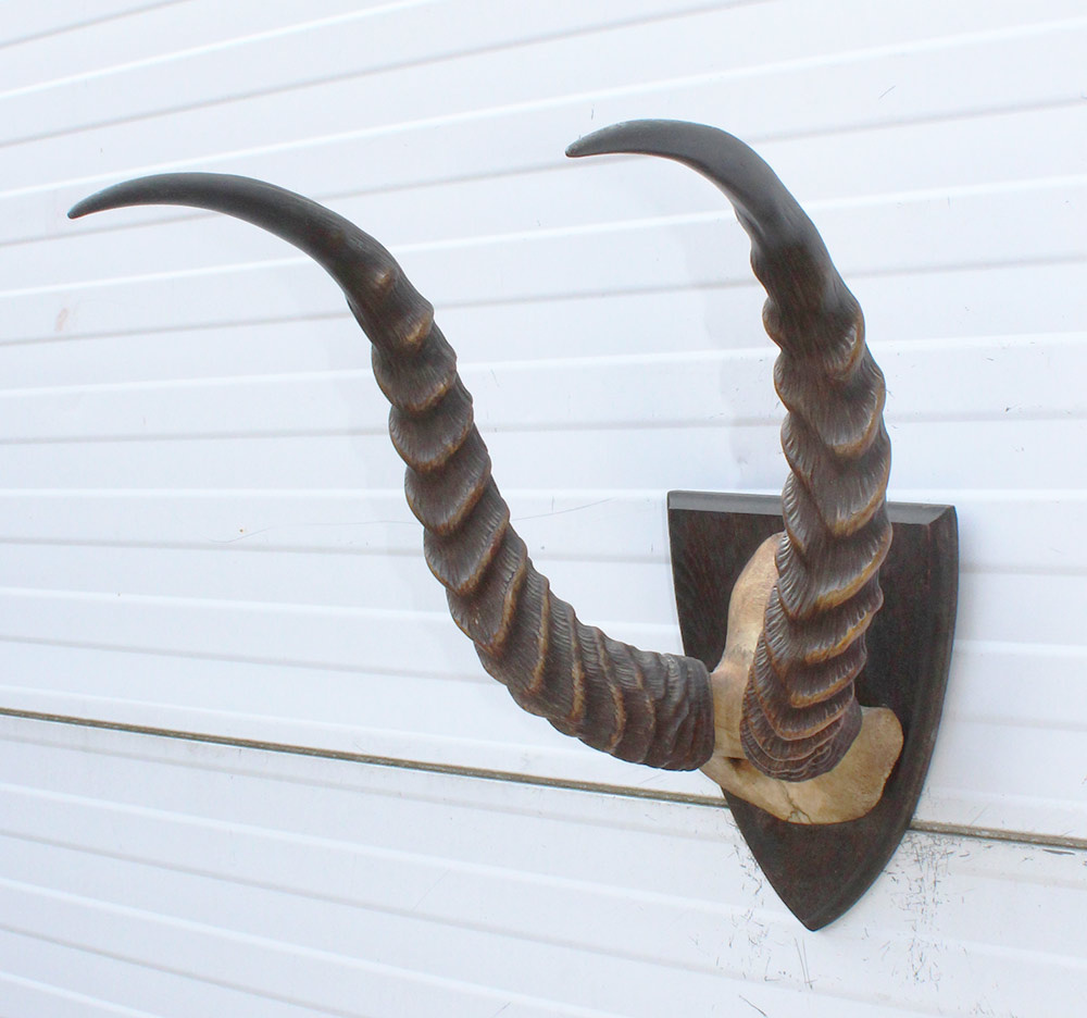 Antieke schedel PUKU ANTILOPE rond 1900