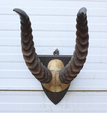 Antieke schedel PUKU ANTILOPE rond 1900