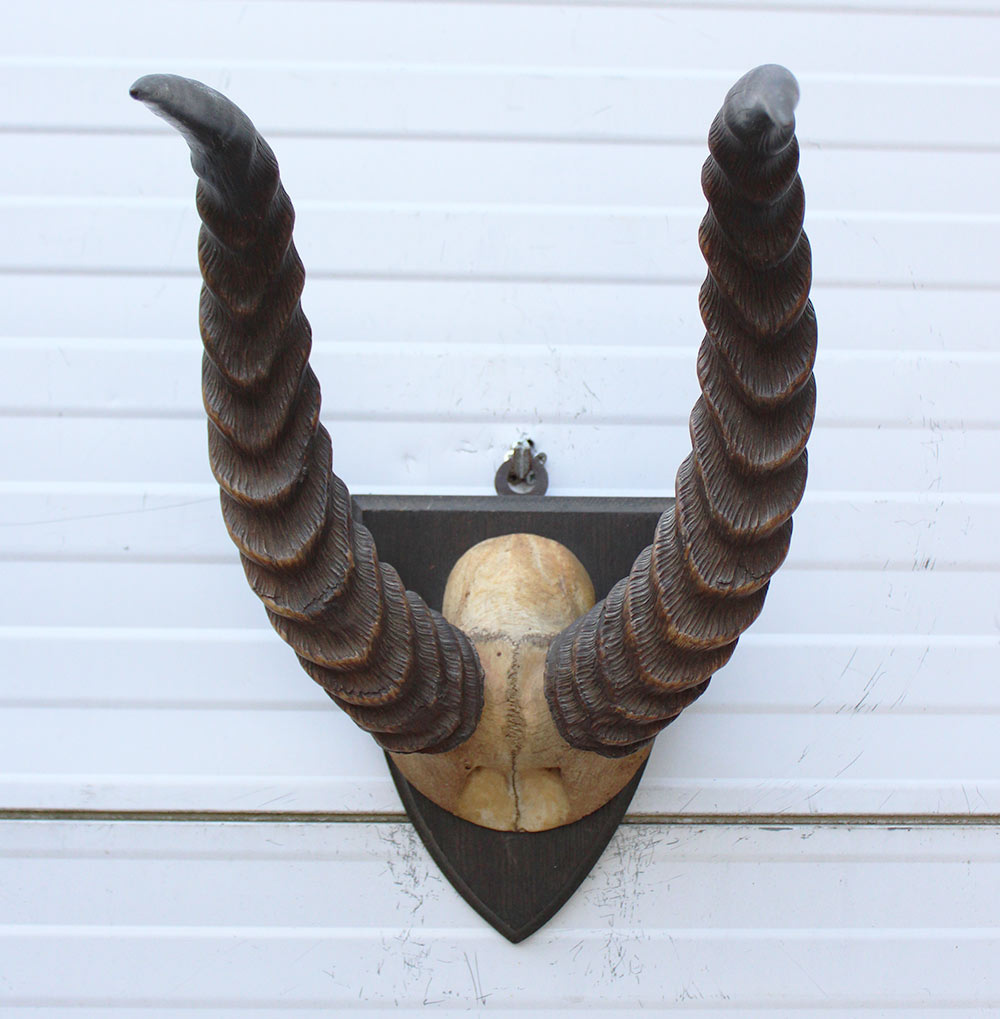 Antieke schedel PUKU ANTILOPE rond 1900