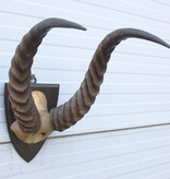 Antieke schedel PUKU ANTILOPE rond 1900