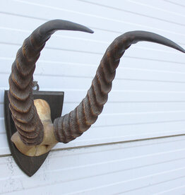Antieke schedel PUKU ANTILOPE rond 1900
