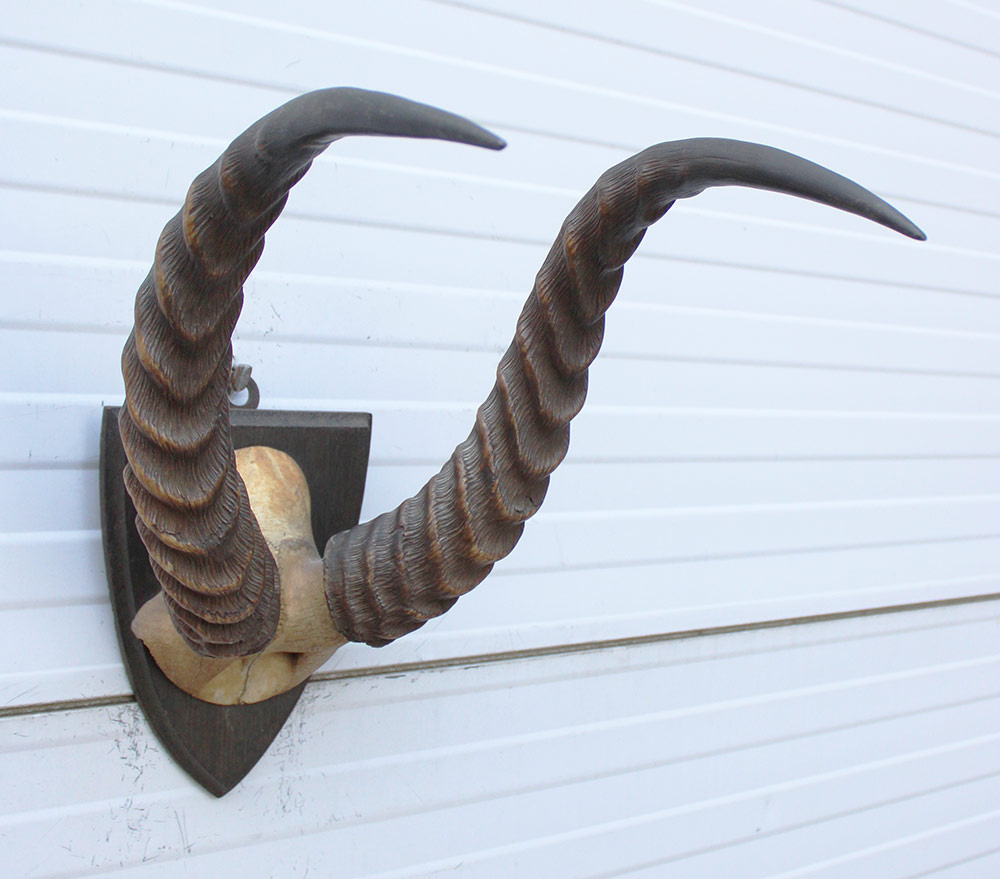Antieke schedel PUKU ANTILOPE rond 1900