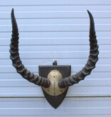 Antieke schedel IMPALA ANTILOPE  - rond 1900 - op houten schild