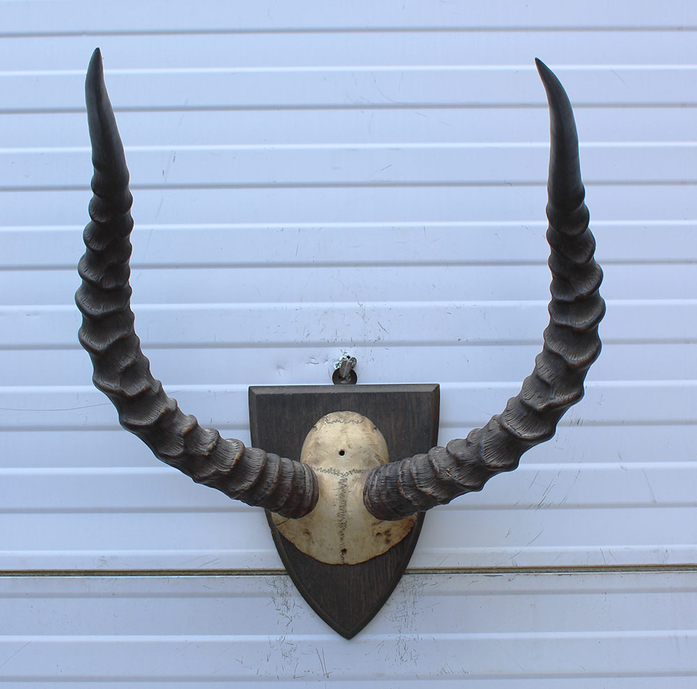 Antieke schedel IMPALA ANTILOPE  - rond 1900 - op houten schild