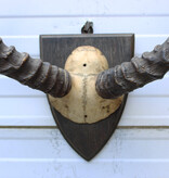 Antieke schedel IMPALA ANTILOPE  - rond 1900 - op houten schild