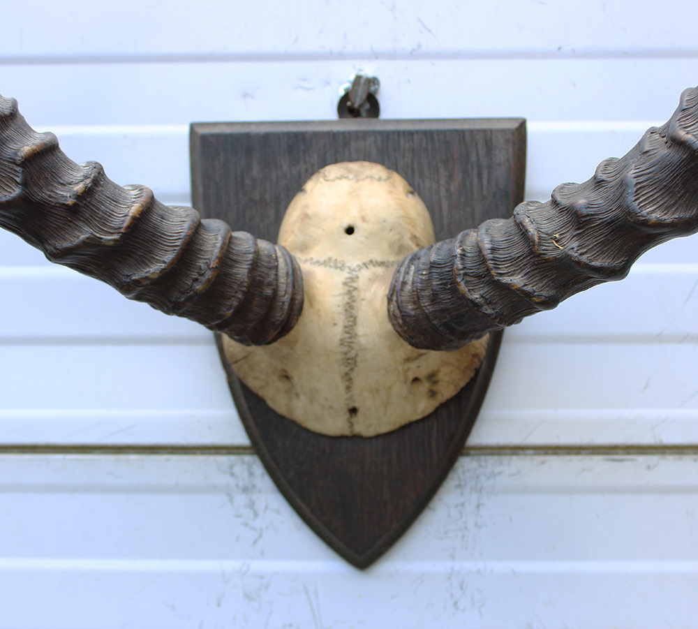 Antieke schedel IMPALA ANTILOPE  - rond 1900 - op houten schild