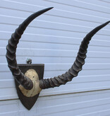 Antieke schedel IMPALA ANTILOPE  - rond 1900 - op houten schild