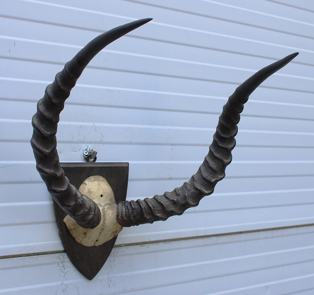 Antieke schedel IMPALA ANTILOPE  - rond 1900 - op houten schild