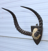 Antieke schedel IMPALA ANTILOPE  - rond 1900 - op houten schild