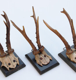 3 x antiek REE GEWEI  op zwart houten schild  - 1885-1887