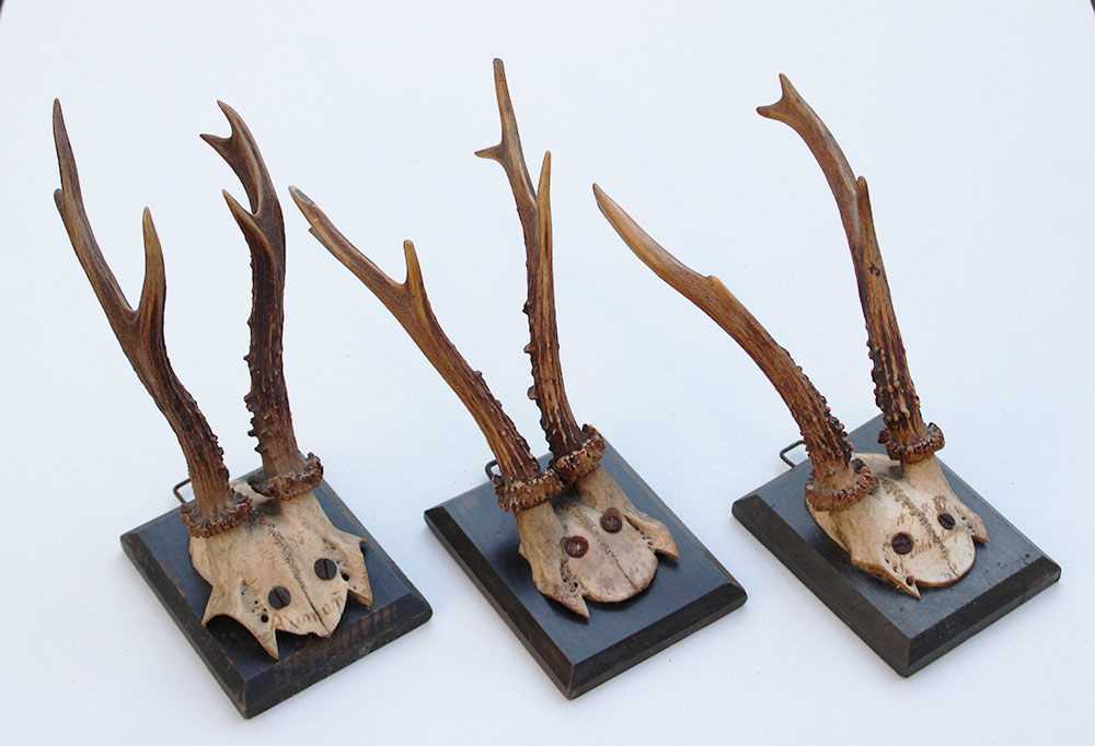 3 x antiek REE GEWEI  op zwart houten schild  - 1885-1887