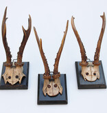 3 x antiek REE GEWEI  op zwart houten schild  - 1885-1887