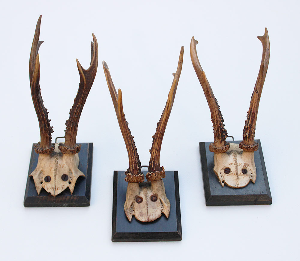 3 x antiek REE GEWEI  op zwart houten schild  - 1885-1887