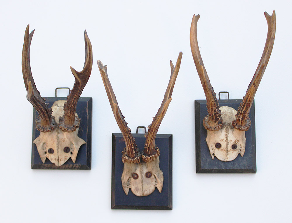 3 x antiek REE GEWEI  op zwart houten schild  - 1885-1887