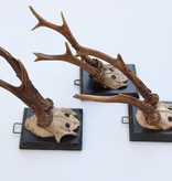 3 x antiek REE GEWEI  op zwart houten schild  - 1885-1887