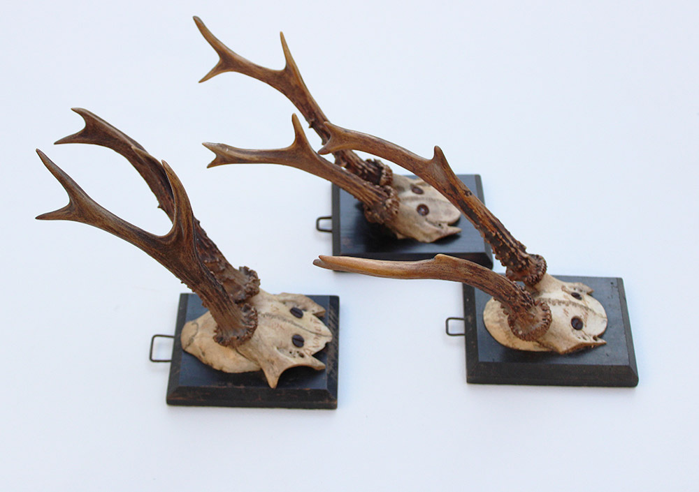 3 x antiek REE GEWEI  op zwart houten schild  - 1885-1887