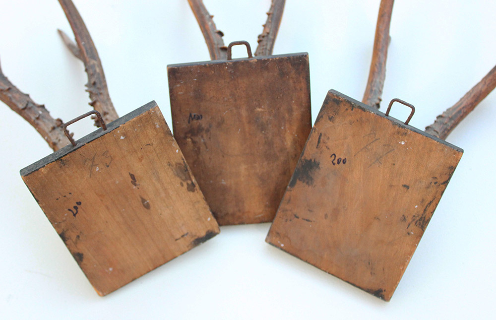 3 x antiek REE GEWEI  op zwart houten schild  - 1885-1887
