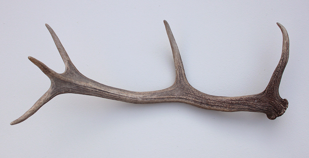 EDELHERT GEWEI AFWERP STANG - 63 cm