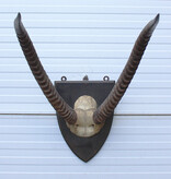 Antieke schedel Afrikaanse WATERBUCK / WATERBOK