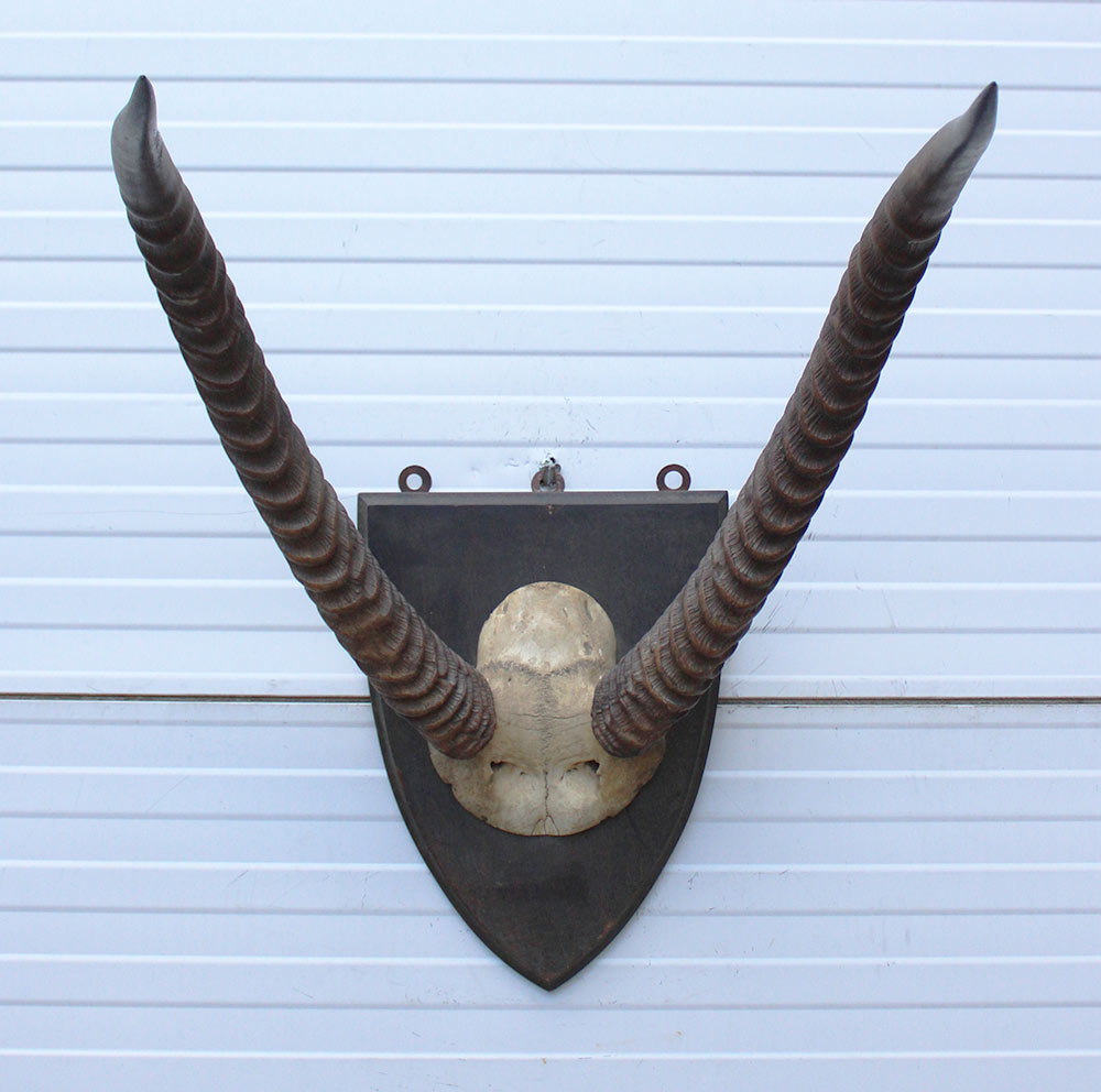 Antieke schedel Afrikaanse WATERBUCK / WATERBOK