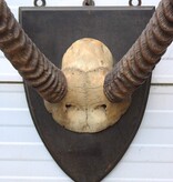 Antieke schedel Afrikaanse WATERBUCK / WATERBOK