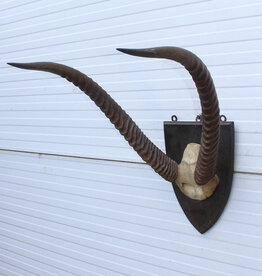 Antieke schedel Afrikaanse WATERBUCK / WATERBOK - Ref. A
