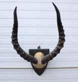 Antieke schedel IMPALA ANTILOPE  - rond 1900 - op houten schild