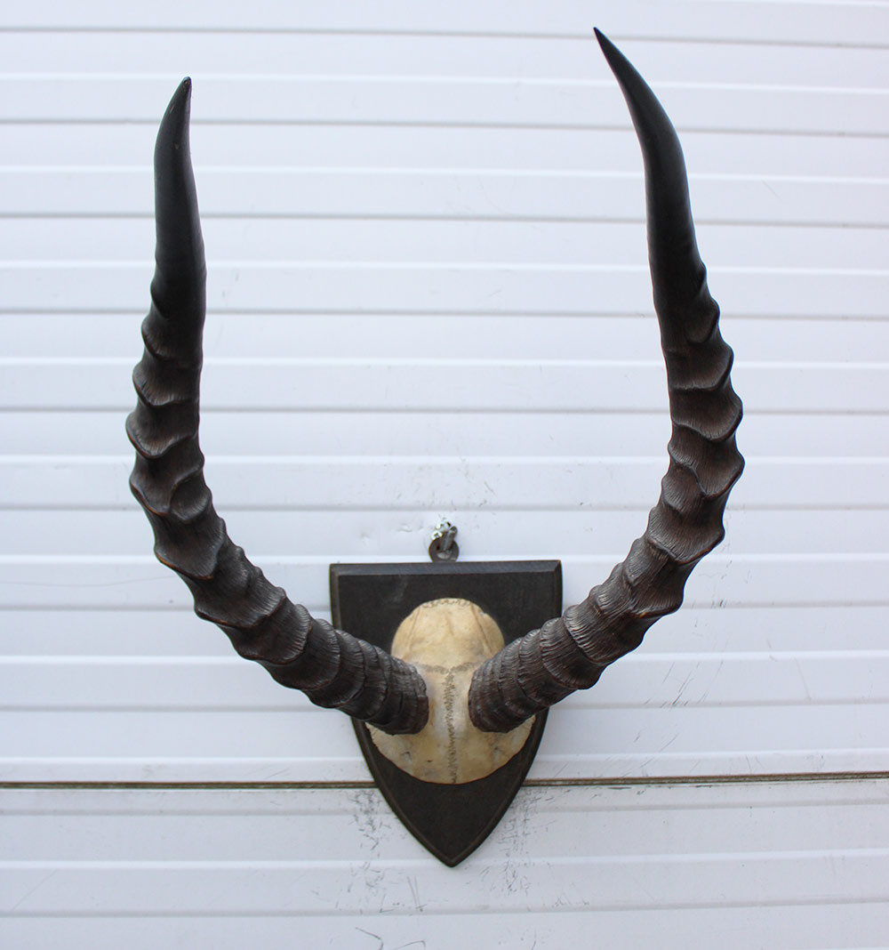 Antieke schedel IMPALA ANTILOPE  - rond 1900 - op houten schild