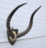 Antieke schedel IMPALA ANTILOPE  - rond 1900 - op houten schild