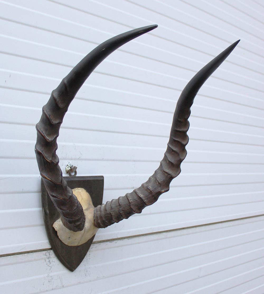Antieke schedel IMPALA ANTILOPE  - rond 1900 - op houten schild