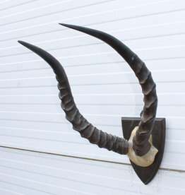Antieke schedel IMPALA ANTILOPE  - rond 1900 - op schild - ref.  H