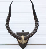 Antieke schedel IMPALA ANTILOPE  - rond 1900 - op houten schild