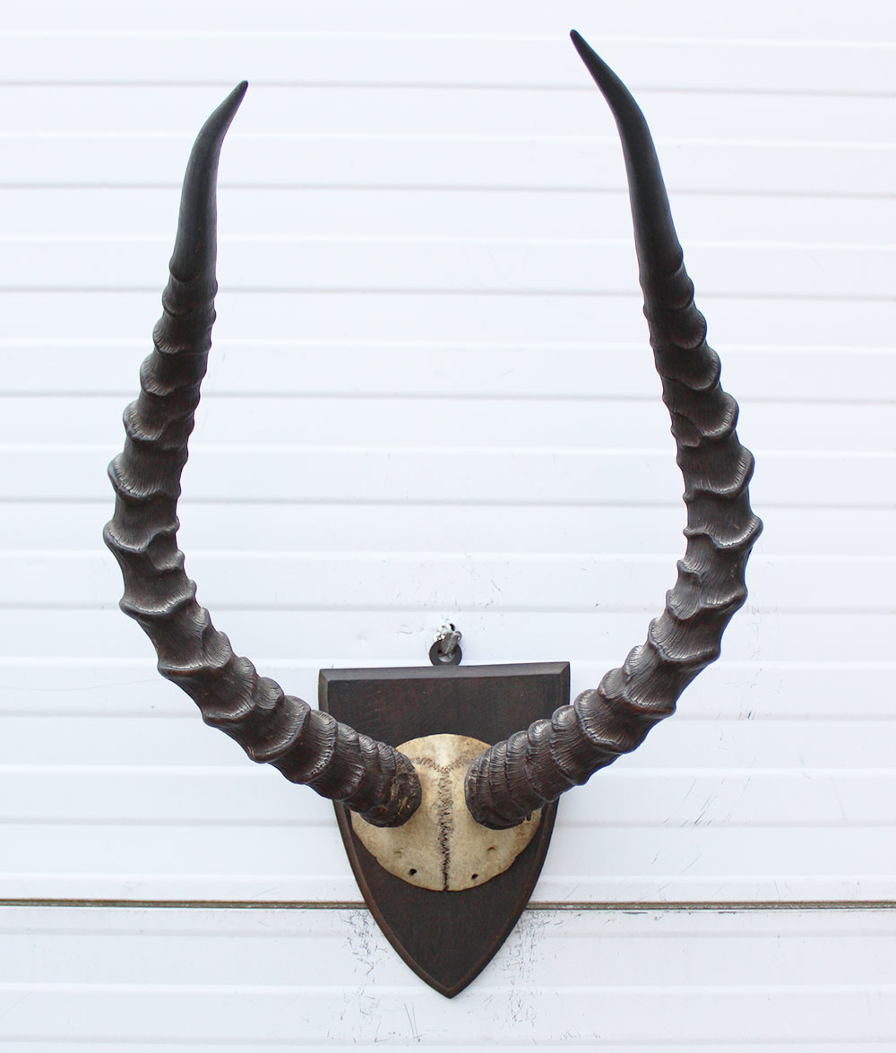 Antieke schedel IMPALA ANTILOPE  - rond 1900 - op houten schild