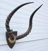 Antieke schedel IMPALA ANTILOPE  - rond 1900 - op houten schild