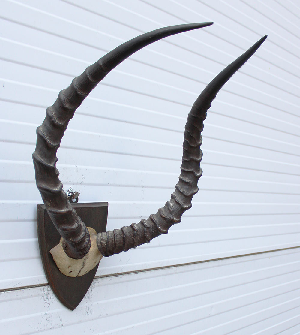 Antieke schedel IMPALA ANTILOPE  - rond 1900 - op houten schild