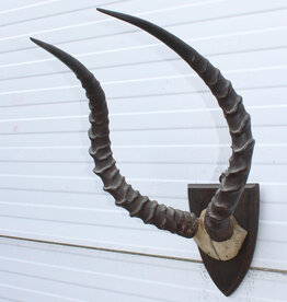 Antieke schedel IMPALA ANTILOPE  - rond 1900 - op schild - ref.  i