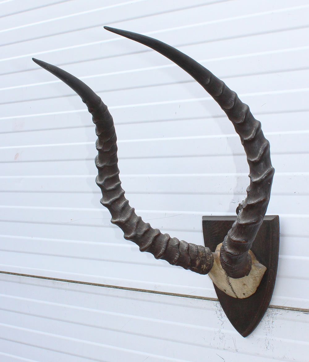 Antieke schedel IMPALA ANTILOPE  - rond 1900 - op houten schild