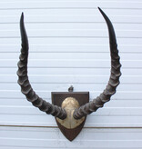 Antieke schedel IMPALA ANTILOPE  - rond 1900 - op houten schild